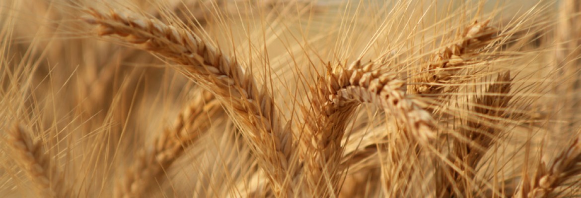 Cereal – Wheat
