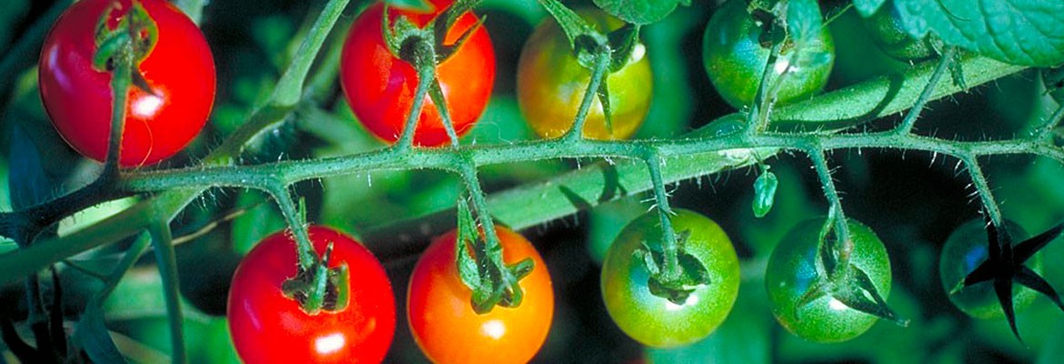 Hortícola – Tomato